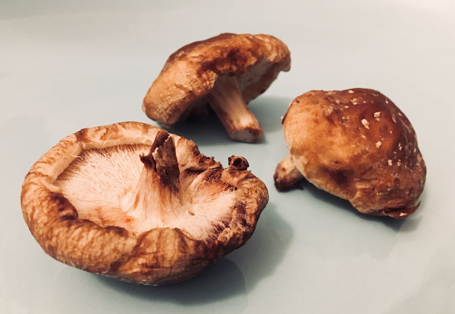 Shiitake Pilze